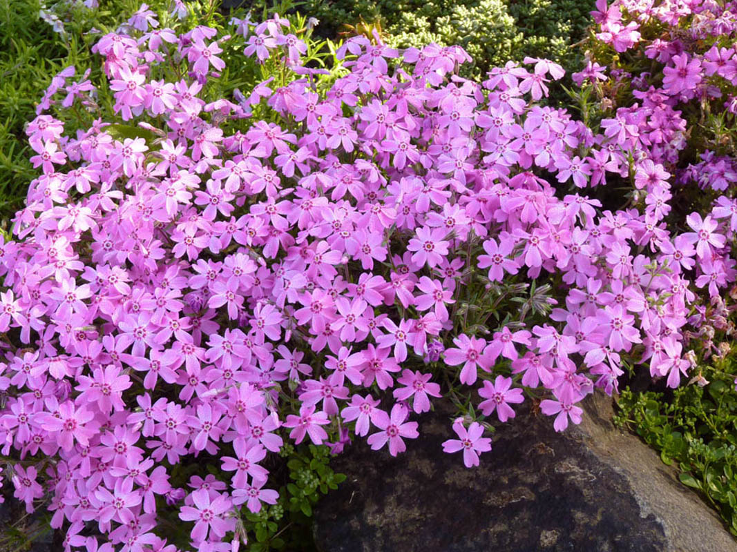 Phlox subulata 'Daisy Hill' photo